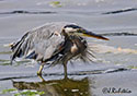 Ardea herodias